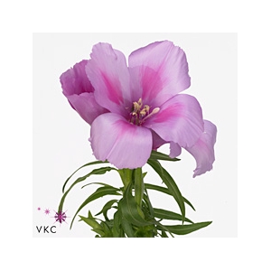 Clarkia Am Gr Lavendel