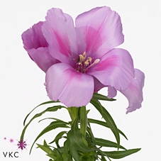 <h4>Clarkia Am Gr Lavendel</h4>