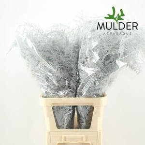 Asp KLB H% L. Getopt White