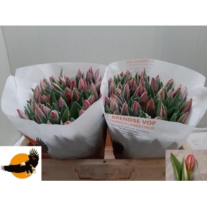 TU EN PRETTY PRINCES