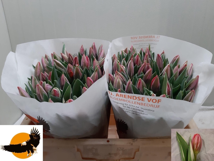 <h4>TU EN PRETTY PRINCES</h4>