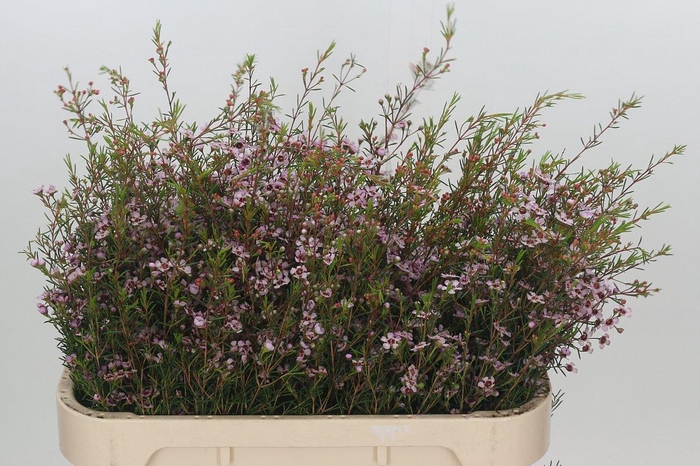 Chamelaucium Early Nir