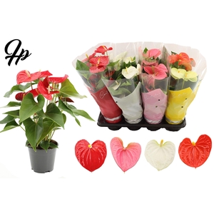 Anthurium 14 cm 5 color mix in Couture sleeve
