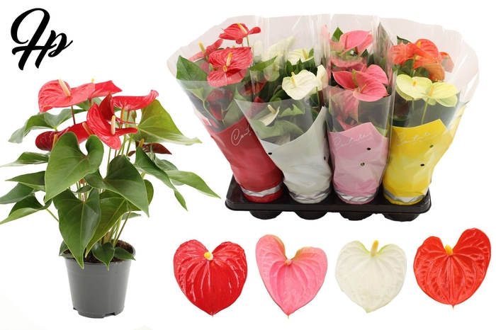 <h4>Anthurium 14 cm 5 color mix in Couture sleeve</h4>