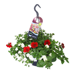 Hangpotten 27 waterreservoir Mix 10 Rood/witte mix