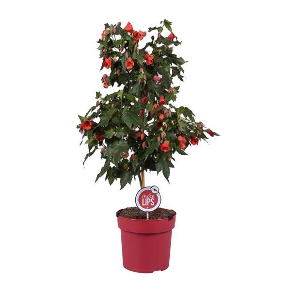<h4>MoreLIPS® Abutilon Megapotamicium op stam</h4>
