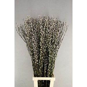 Salix Snow Flake 120cm