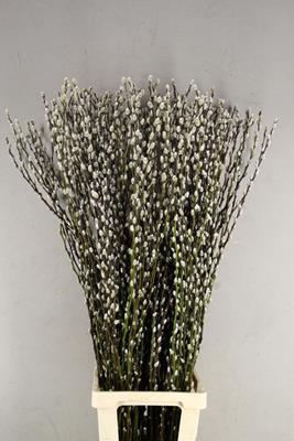 <h4>Salix Snow Flake 120cm</h4>