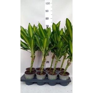 Dracaena frag. 'Cintho'