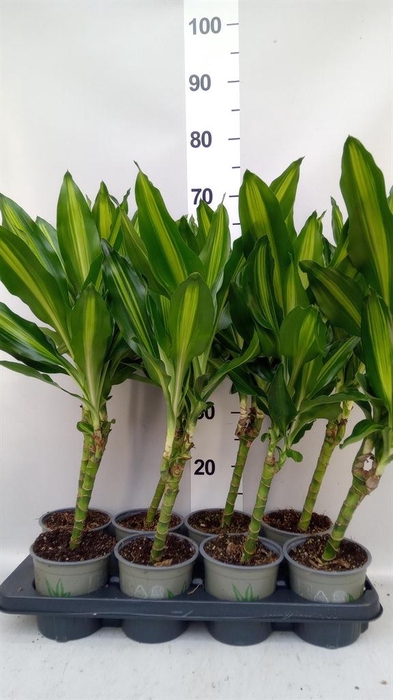 <h4>Dracaena frag. 'Cintho'</h4>