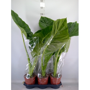 Alocasia macrorrhizos