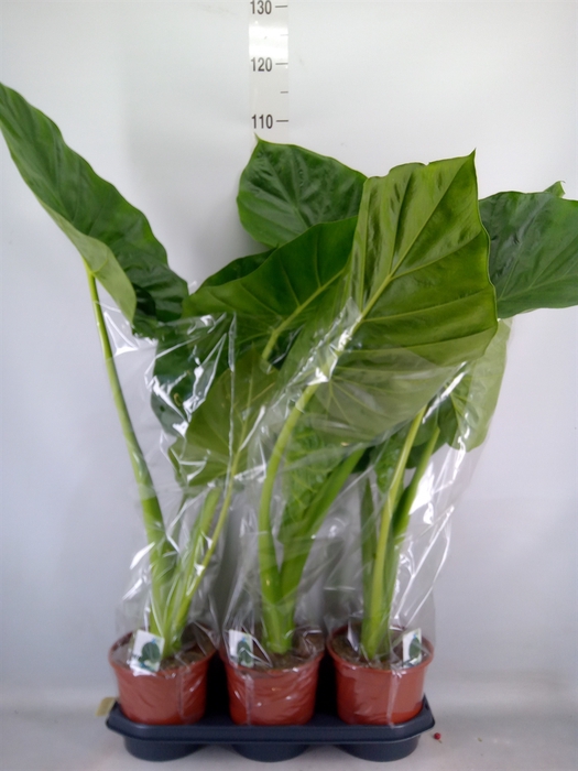 <h4>Alocasia macrorrhizos</h4>