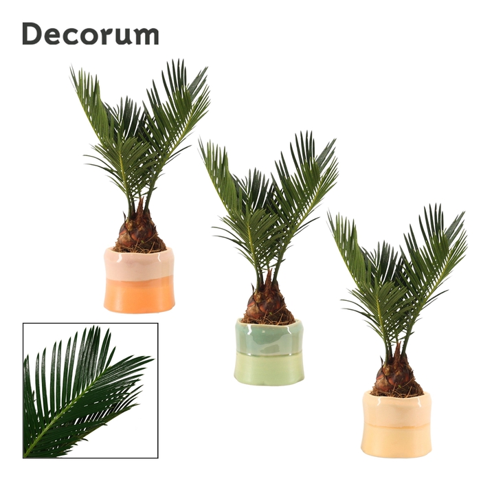 <h4>Cycas revoluta 6 cm, 3+ veren in Evita (Craft world-collection)</h4>