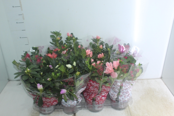 <h4>AZALEIA P14</h4>