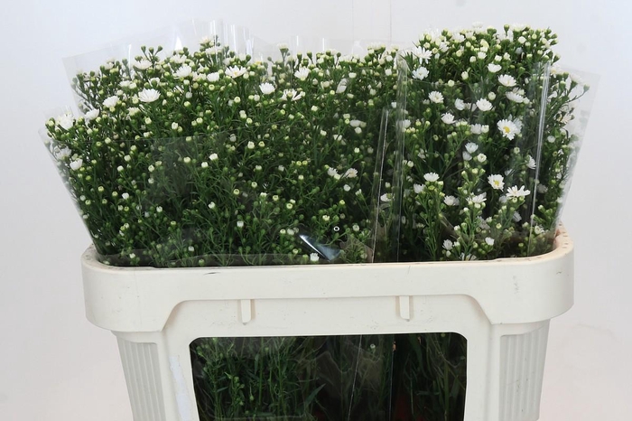 <h4>Aster Paquita</h4>