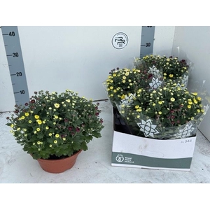 CHRYS GEM IN POT