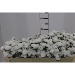 ASTER MARIANA 050 CM
