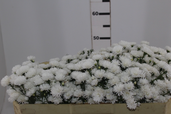 <h4>ASTER MARIANA 050 CM</h4>