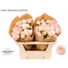Rosa Spray Garden Wedding Rosever
