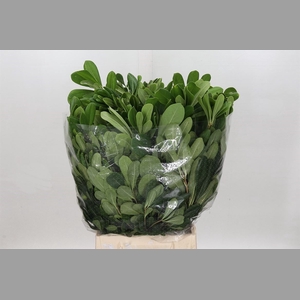 Pittosp Tobira Leaves P Bunch