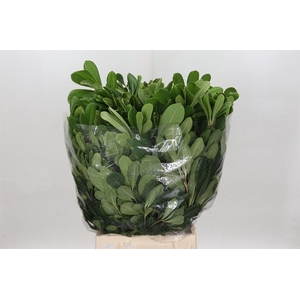 Pittosp Tobira Leaves P Bunch