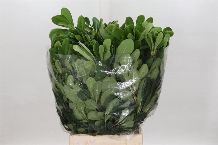 <h4>Pittosp Tobira Leaves P Bunch</h4>