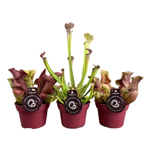 Sarracenia mix 3 soorten (naar beschikbaarheid)