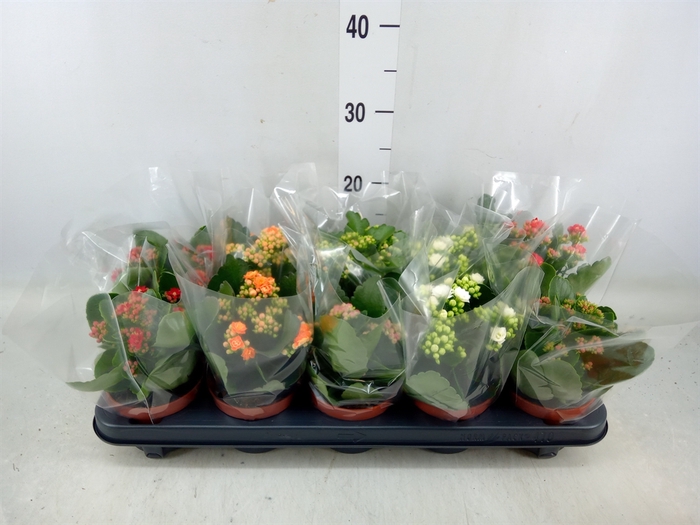 <h4>Kalanchoe blos.   ..rosebud mix  5</h4>