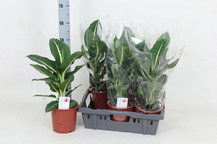 <h4>DIEFF GREEN MAGIC</h4>