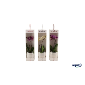 Lisa White Tiny Dolls Mix 2T10+ Aqu@ in Giftbox