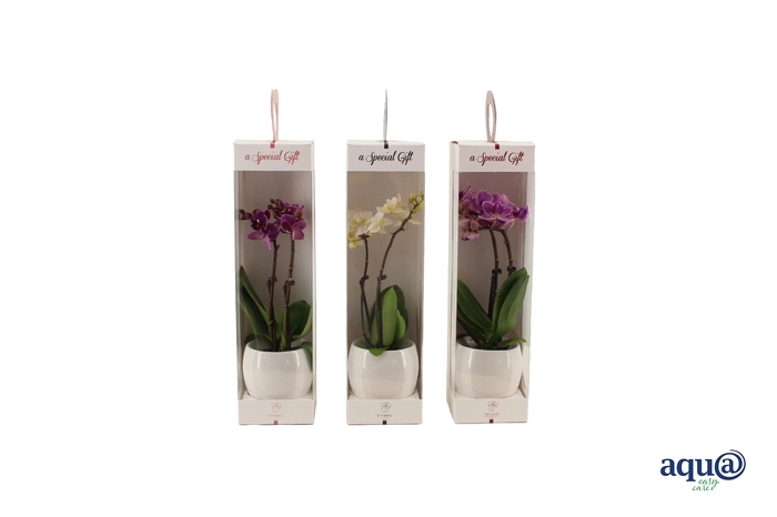 <h4>Lisa White Tiny Dolls Mix 2T10+ Aqu@ in Giftbox</h4>