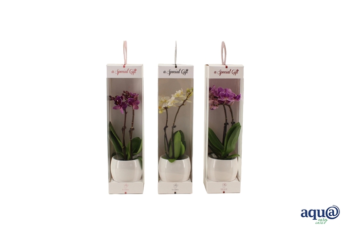 <h4>Lisa White Tiny Dolls Mix 2T10+ Aqu@ in Giftbox</h4>