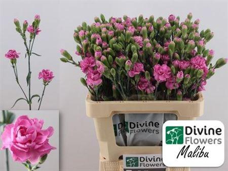 <h4>Di Tr Malibu</h4>