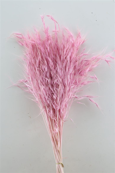 <h4>Dried Avena Salv Soft Pink Bunch</h4>