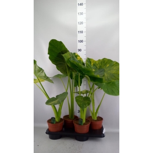 Alocasia   ...
