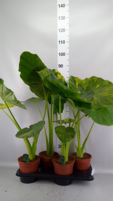 <h4>Alocasia   ...</h4>
