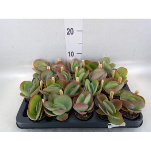 Kalanchoe NF thyrsiflora