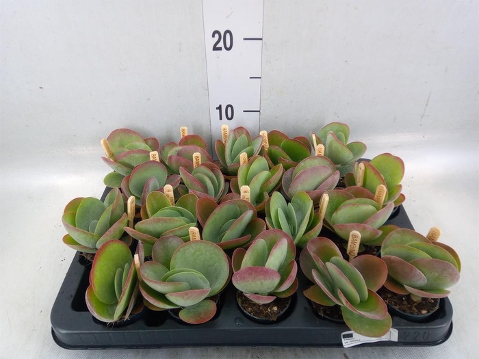 <h4>Kalanchoe NF thyrsiflora</h4>