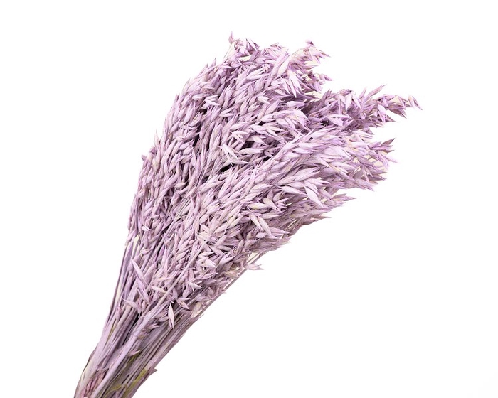 <h4>Haver Lilac Wash</h4>