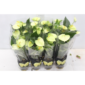 ANTHURIUM VANILLA P09 PREMIUM