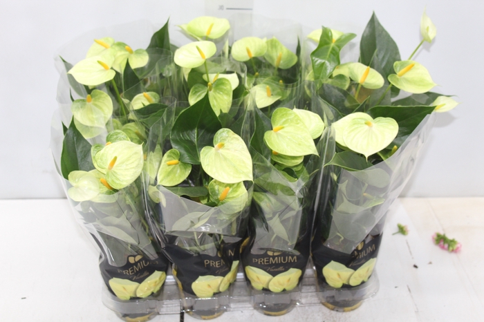 <h4>ANTHURIUM VANILLA P09 PREMIUM</h4>