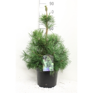 Pinus sylv. 'Globosa Viridis' P26 potgedrukt