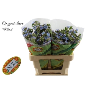 Oxypetal Tan Pur Blu