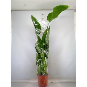 Strelitzia nicolai