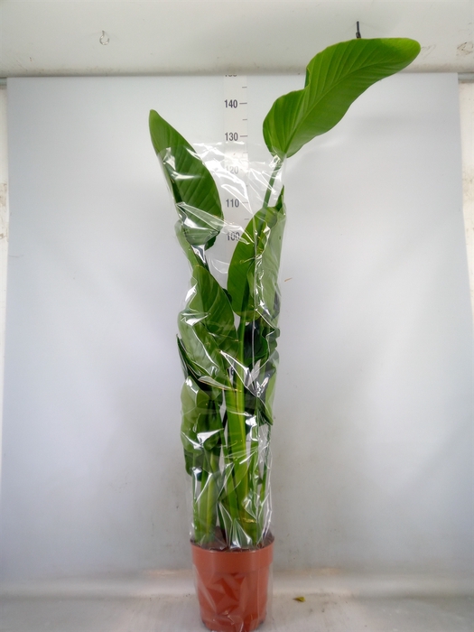 <h4>Strelitzia nicolai</h4>