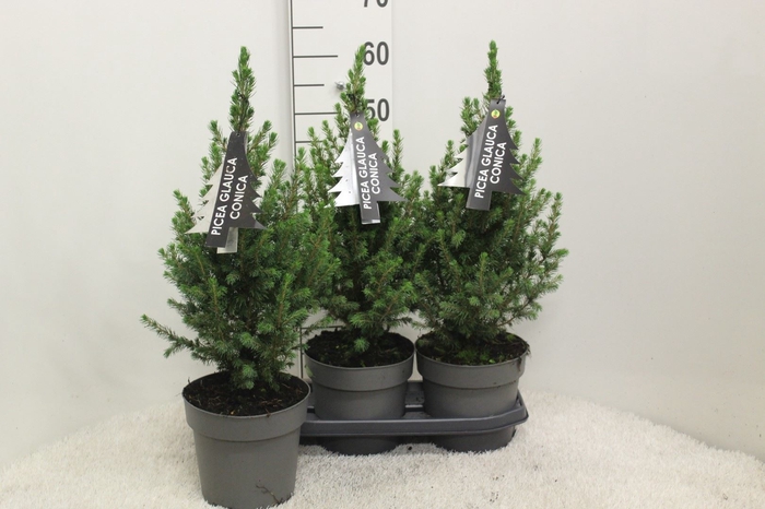 <h4>Picea glauca 'Conica'</h4>