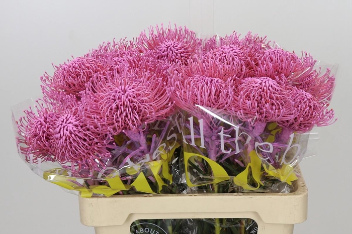 <h4>Nutans Painted Pink</h4>