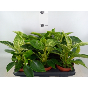 Philodendron   ...