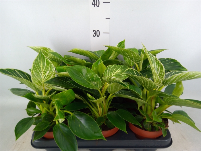 <h4>Philodendron   ...</h4>