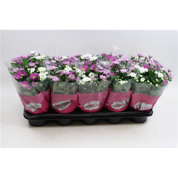 <h4>Chrysanthemum Indicum Stream mix Fancy</h4>